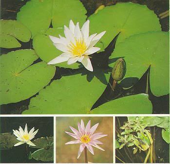 ”บัวไทย