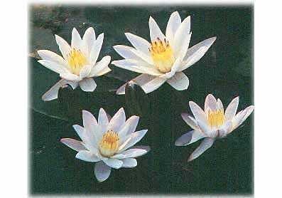 ”บัวไทย