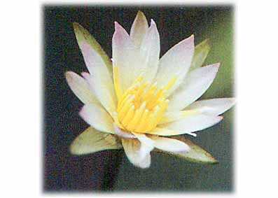 ”บัวไทย